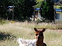 2007-12-- alpacas in a line (c) Jason Grossman.jpg